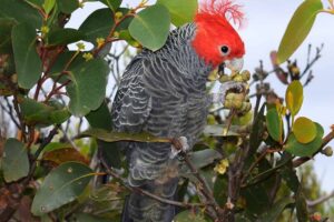A Gang-Gang Cockatoo, with its red head and grey plumage feeds in a tree,